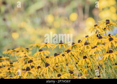 Mongolian beauty aster flowering in late summer Stock Photo