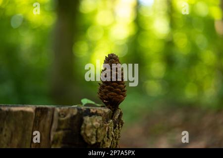 Dry coniferous pine cone sitting on a tree stump in the forest. Daytime shallow depth of field. Stock Photo