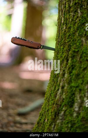 Multi purpose small folding pocket knife stuck in a tree trunk bark in the forest isolated with shallow depth of field. Stock Photo