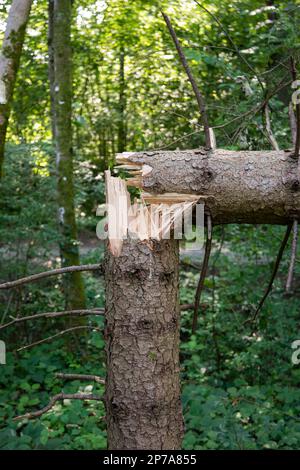 Large forest tree snapped in half after massive storm. Large splinters, summer daytime, no people. Europe. Stock Photo