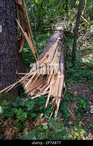 Large forest tree snapped in half after massive storm. Large splinters, summer daytime, no people. Europe. Stock Photo