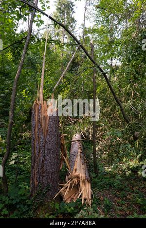 Large forest tree snapped in half after massive storm. Large splinters, summer daytime, no people. Europe. Stock Photo
