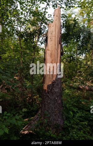 Large forest tree snapped in half after massive storm. Large splinters, summer daytime, no people. Europe. Stock Photo