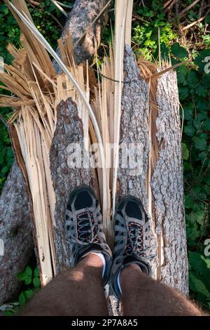 Large forest tree snapped in half after massive storm. Large splinters, summer daytime, no people. Europe. Stock Photo