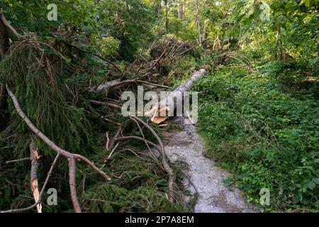 Large forest tree snapped in half after massive storm. Large splinters, summer daytime, no people. Europe. Stock Photo