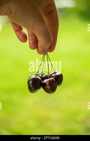 Caucasian male fingers holding red ripe cherries by the stems. Shallow depth of field, green bokeh background. Stock Photo