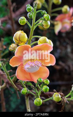 Flower of the Cannonball tree (Couroupita guianensis) in Esplanade Park, Singapore. Stock Photo