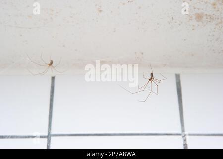 Long legged common spiders making web in a household bathroom close up shot, no people. Stock Photo