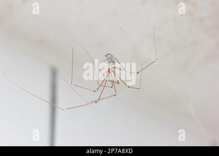 Long legged common spider making web in a household bathroom close up macro shot, no people. Stock Photo