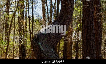 Twisted Pine Tree in the Forest Stock Photo