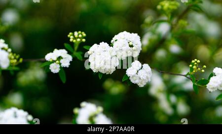 White Flowers Blooming Stock Photo