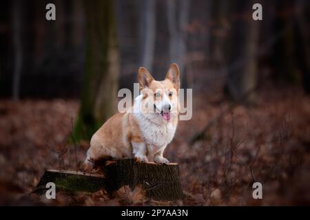 A Welsh Corgi Pembroke dog stands on a pin in the middle of the forest. In the forest Stock Photo