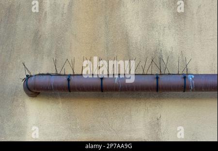 Pipe on the wall of a building in Italy with bird protection. Stock Photo