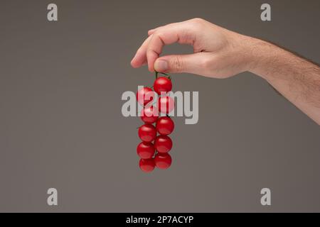 Caucasian male holding a vine full of fresh ripe red cherry tomatoes. Close up studio shot, isolated on brown background. Stock Photo