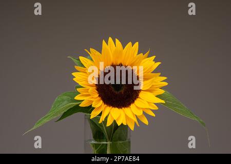 Fresh blooming sunflower head in a glass vase. Close up studio shot, isolated on gray. Stock Photo