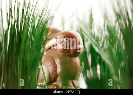 Chocolate Easter Bunny in the Grass Stock Photo