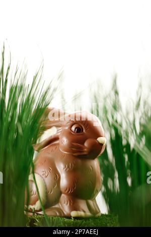 Chocolate Easter Bunny in the Grass Stock Photo