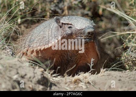 Armadillo in desert environment, Peninsula Valdes, Unesco World Heritage Site,Patagonia, Argentina. Stock Photo