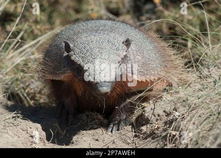 Armadillo in desert environment, Peninsula Valdes, Unesco World Heritage Site,Patagonia, Argentina. Stock Photo