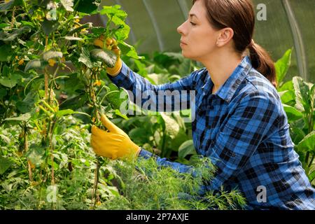 Woman farmer inspecting cucumber plants quality in modern greenhouse. Female Farm Worker wearing blue checkered shirt, yellow gloves Checking crop of Stock Photo