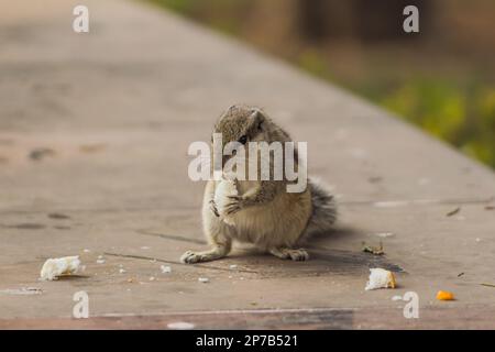 A shot of a small, cheerful-looking chipmunk enjoying a snack on a city sidewalk Stock Photo