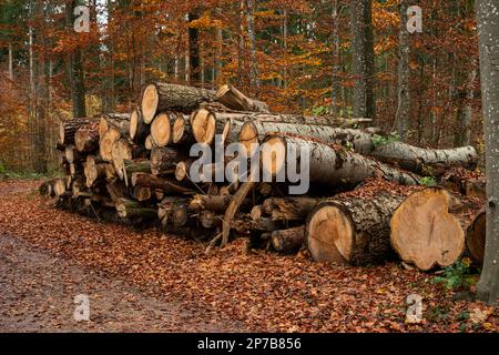Pile of cut down tree trunks in the forest. Autumn day, no people. Stock Photo