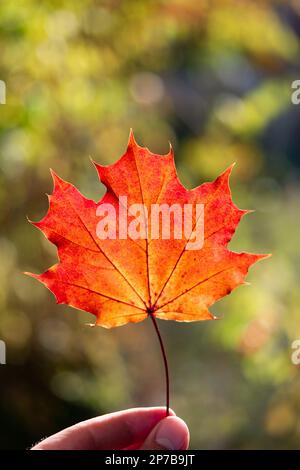 Male hand holding a red maple autumn leaf in hand. Backlit by setting Sun, shallow depth of field. Stock Photo