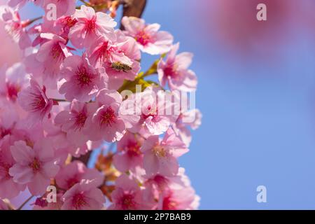 tokyo-japan-08th-mar-2023-