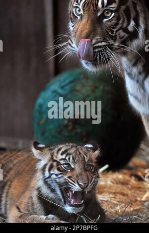 Sumatran Tiger Cub 51017 6 Week Editorial Stock Photo - Stock Image