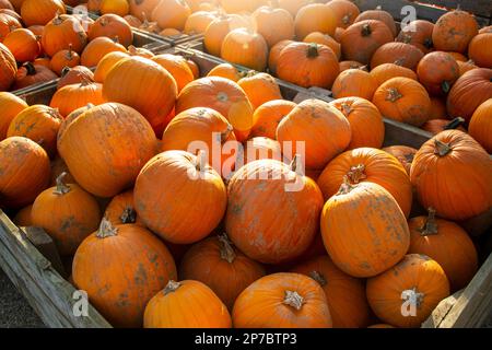 Large pumpkins in wooden containers Stock Photo