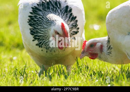 Two hens at grass free range egg layers Light Sussex variety. Welfare friendly egg production. Dual purpose birds.  Freedom. Stock Photo