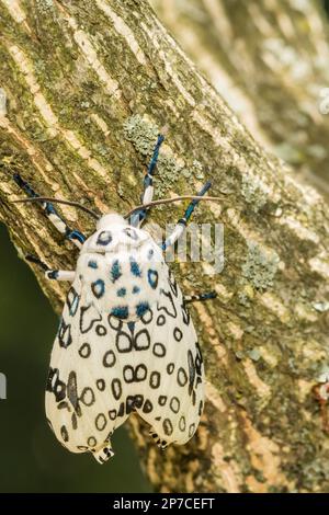 Giant Leopard Moth - Hypercompe scribonia Stock Photo