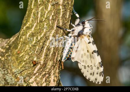 Giant Leopard Moth - Hypercompe scribonia Stock Photo