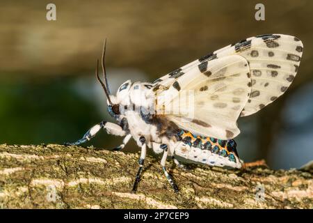Giant Leopard Moth - Hypercompe scribonia Stock Photo