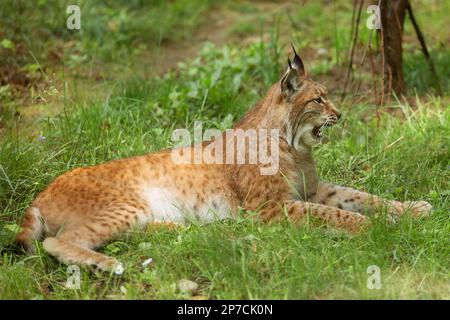 Eurasian lynx, Lynx lynx is a medium sized cat, side view, with open mouth, against the backdrop of green nature. Wild animal, predator in nature. Stock Photo