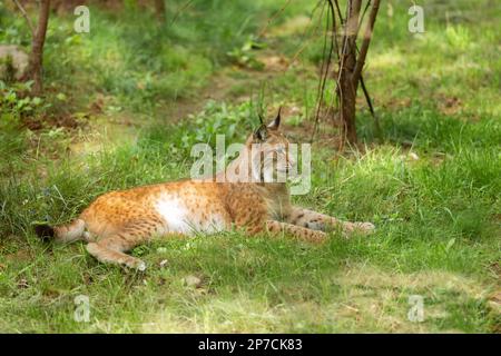 Eurasian lynx, Lynx lynx is a medium sized cat, side view, against the backdrop of green nature. Wild animal, predator in nature. Stock Photo