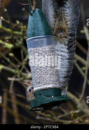 Squirrel Raiding Sunflower Hearts in Birdfeeder Stock Photo