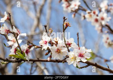 Blossoming almond trees in the Migjorn region of Majorca, Mallorca, Balearic Islands, Spain, Europe Stock Photo