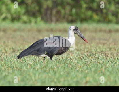 African woolly-necked stork or African woollyneck (Ciconia microscelis ...