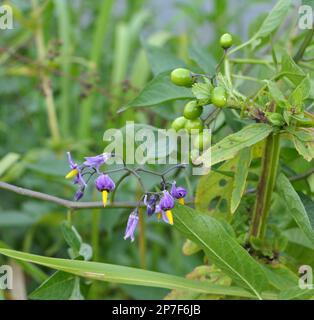 Solanum bitter (Solanum dulcamara) grows in the wild Stock Photo