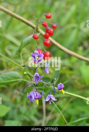 Solanum bitter (Solanum dulcamara) grows in the wild Stock Photo