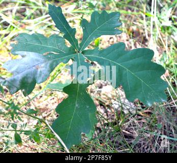 A young oak tree grows in nature Stock Photo