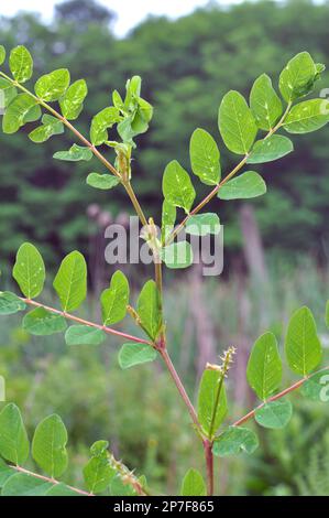 Astragalus (Astragalus glycyphyllos) grows in the wild Stock Photo