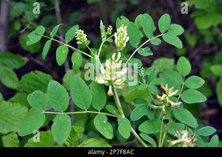 Astragalus (Astragalus glycyphyllos) grows in the wild Stock Photo