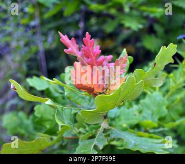 A young oak tree grows in nature Stock Photo