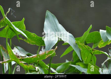 The wild aquatic plant Sagittaria sagittifolia grows in slow-flowing water Stock Photo