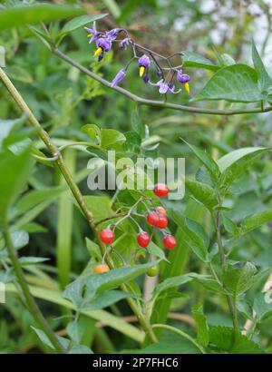 Solanum bitter (Solanum dulcamara) grows in the wild Stock Photo