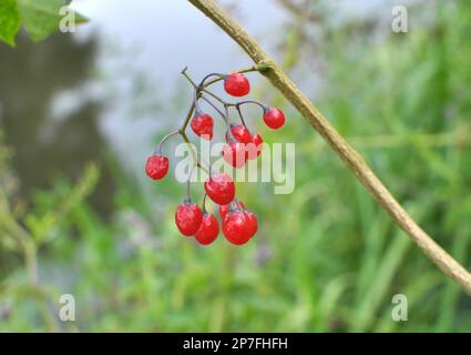 Solanum bitter (Solanum dulcamara) grows in the wild Stock Photo