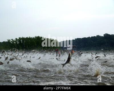 Carp jump on the water in a fish pond, North China Stock Photo - Alamy