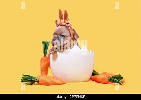 Fawn French Bulldog dog puppy with Easter rabbit ears sitting in egg shell on yellow background Stock Photo